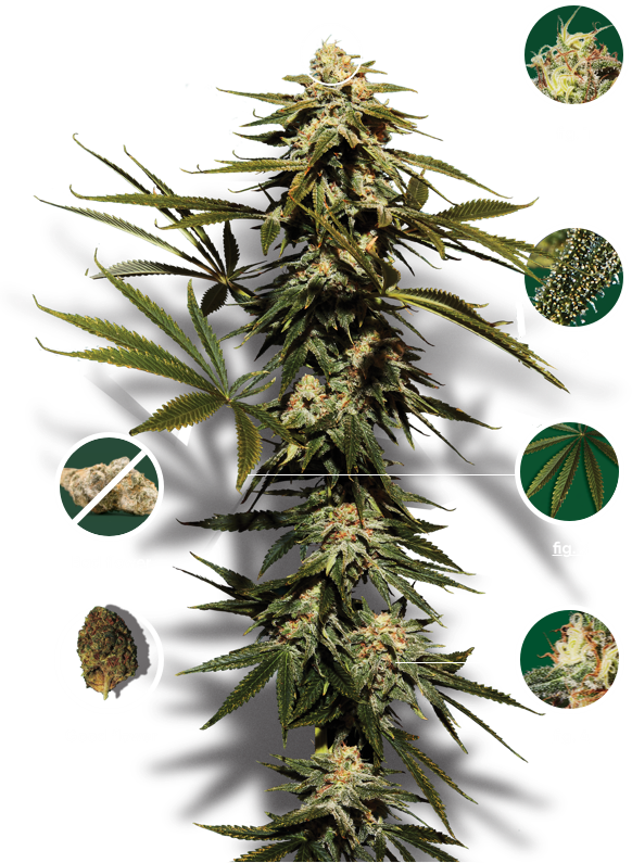 Anatomy Of The Plant | SQDC